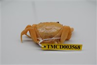 藏品(拉氏清溪蟹)的圖片